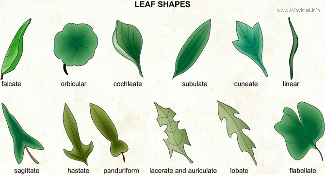Leaf shapes (2)