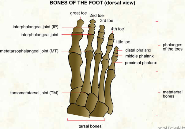 Bones of the foot