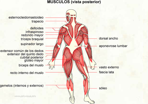 Musculos (vista posterior)