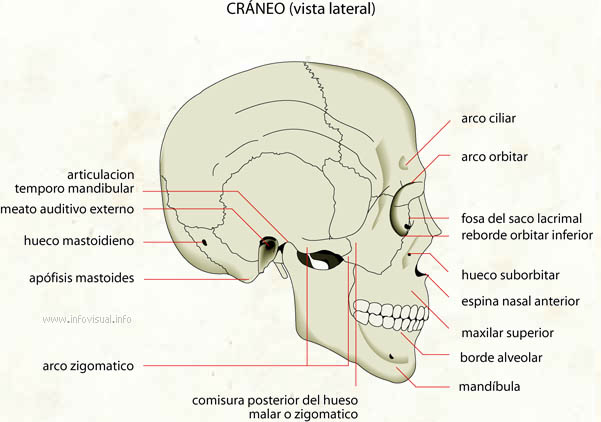 Cráneo (vista lateral)