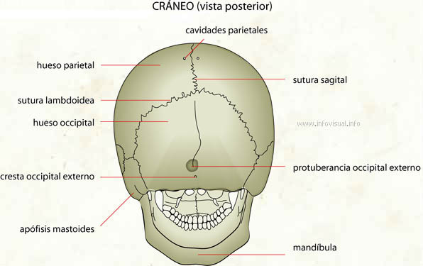 Cráneo (vista posterior)