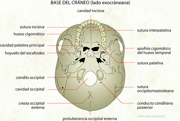 Base del cráneo
