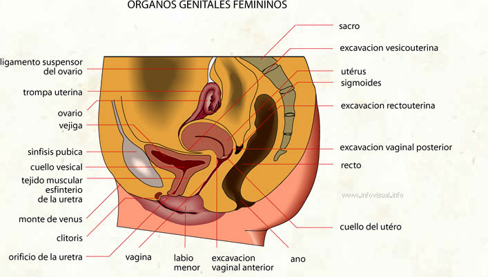 Organos Sexuales 87