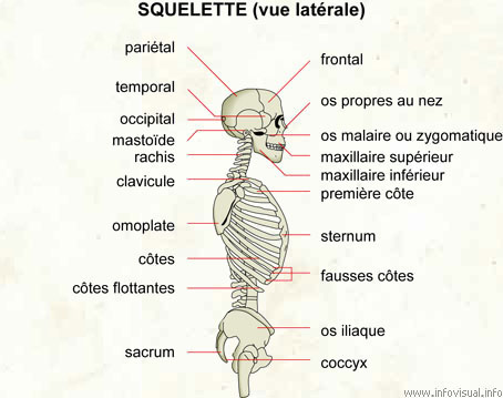 Squelette (vue latérale)