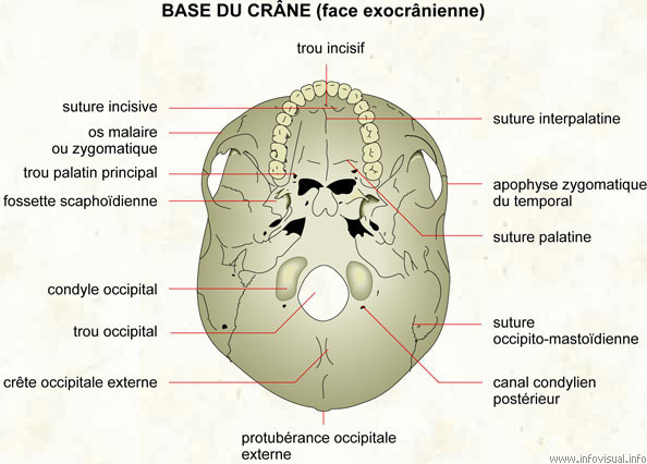 Base du crâne (face exocrânienne)