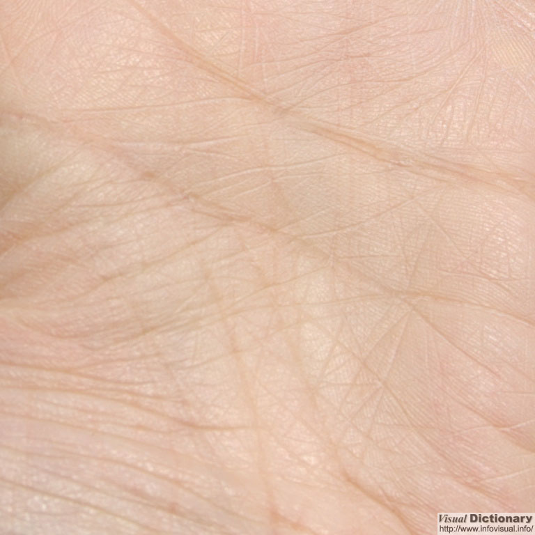 Human skin (hand)