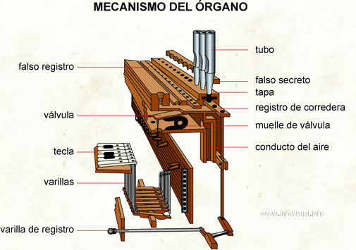 Mecanismo del órgano