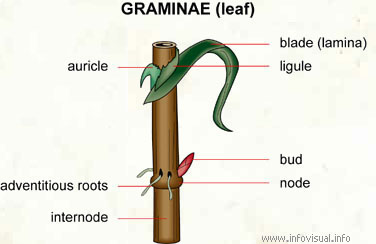 Graminae