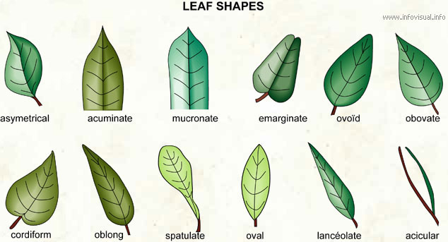 Leaf shapes (1)