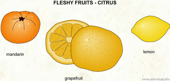 Fleshy fruit - citrus (2)
