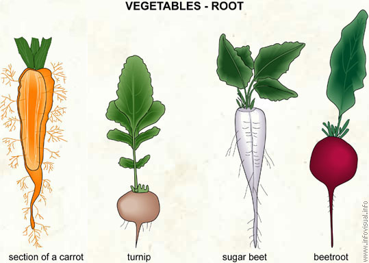Vegetables - root