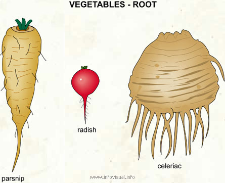 Vegetables - root (2)