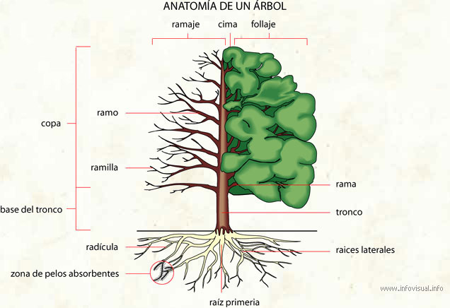 Anatomía de un árbol