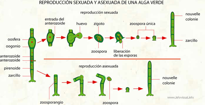 Reproducción sexuada y asexuada de una alga verde