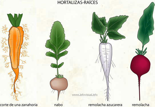 Hortalizas-raíces
