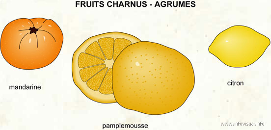 Fruits charnus - agrumes