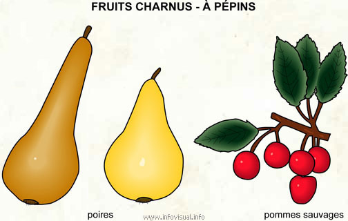 Fruits charnus - à pépins