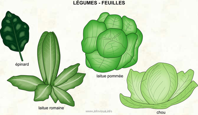 Légumes - feuilles