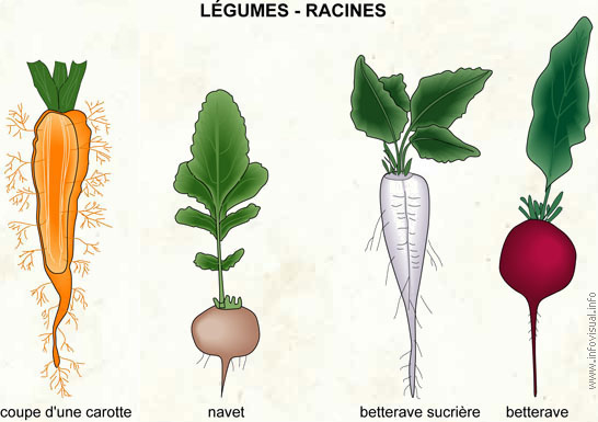 Légumes - racines