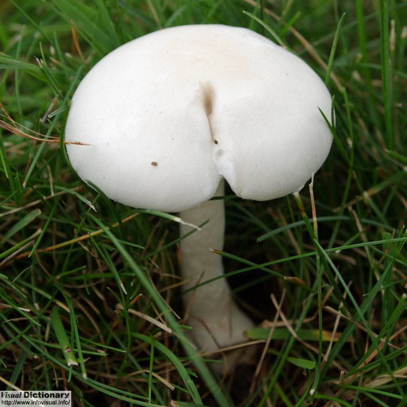 Fungus 
          - mushrooms