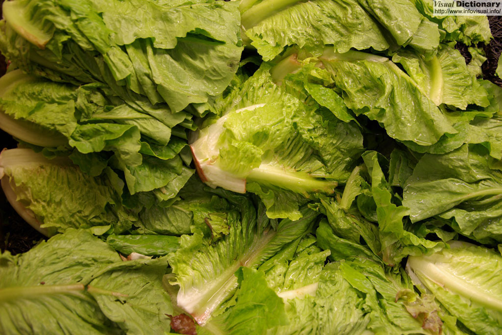Romaine 
          lettuce