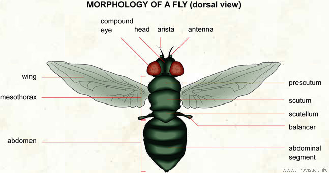 Morphology of a fly (dorsal)