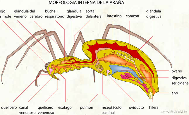 Morfologia interna de la araña