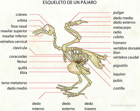 Esqueleto de un pájaro