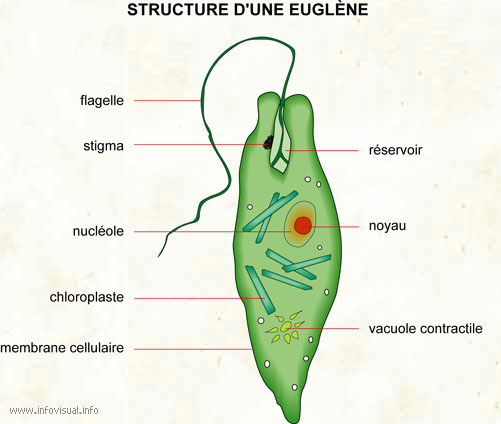 Euglène