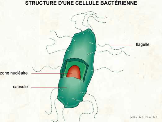 Cellule bactérienne