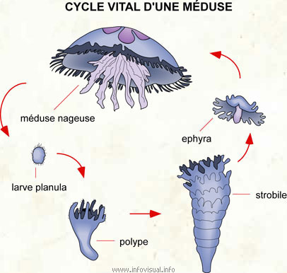 Cycle vital d'une méduse