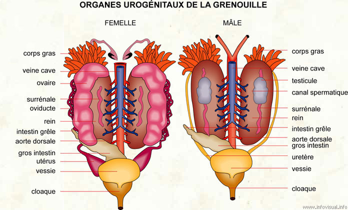 Organes urogénitaux de la grenouille