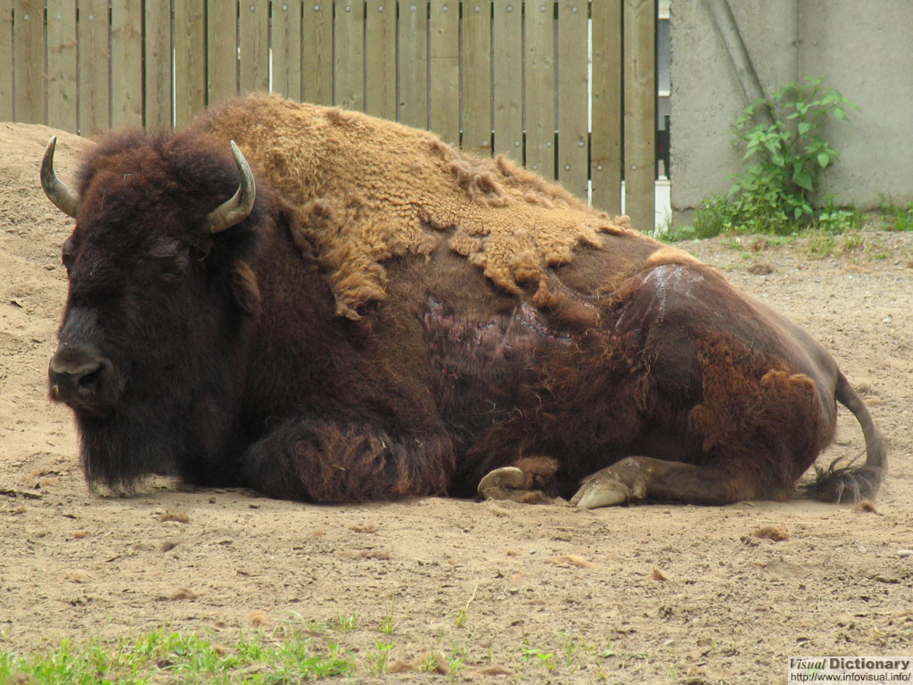 Bison, 
          Prairie Cow, buffalo