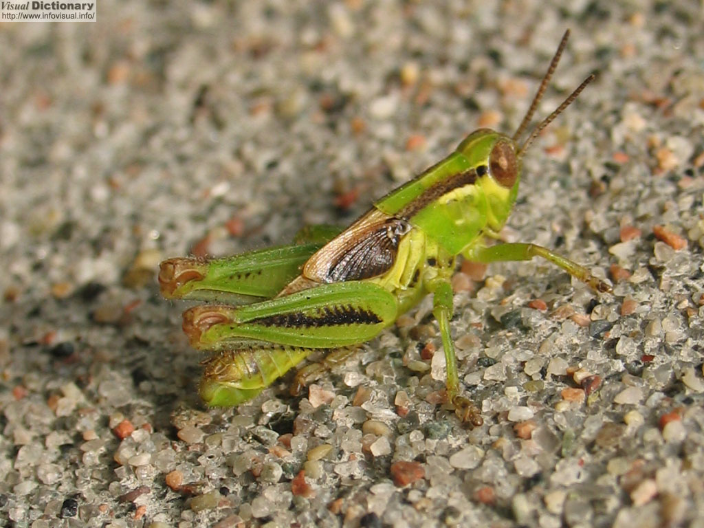 Locuste