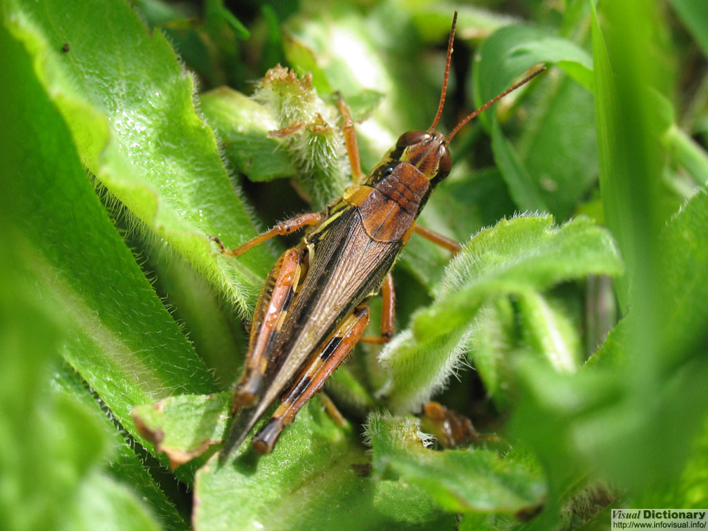 Orthoptera<font size="2"> 
          (grasshoppers, crickets, locusts) </font>