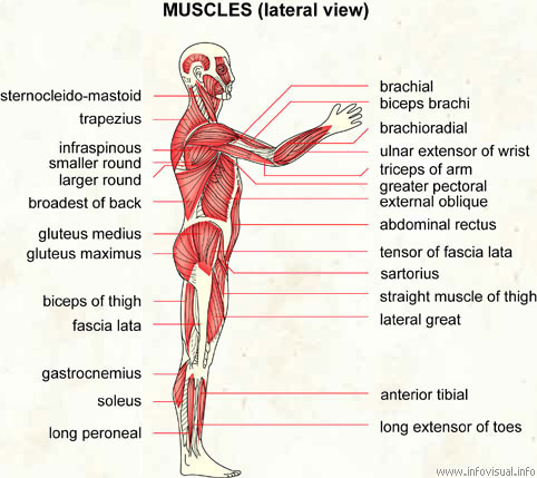 Muscles (lateral view)