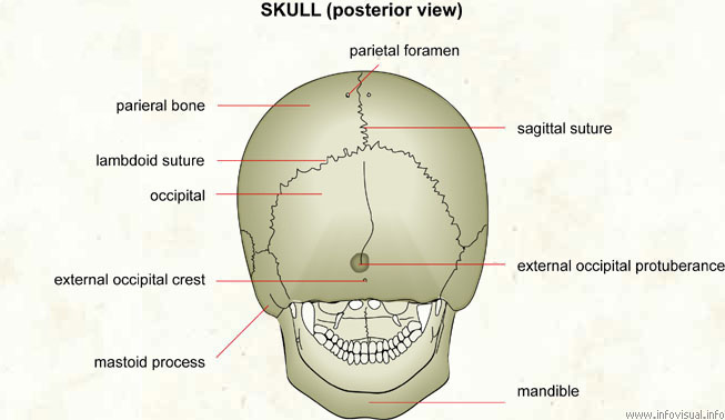 Skull (posterior view)