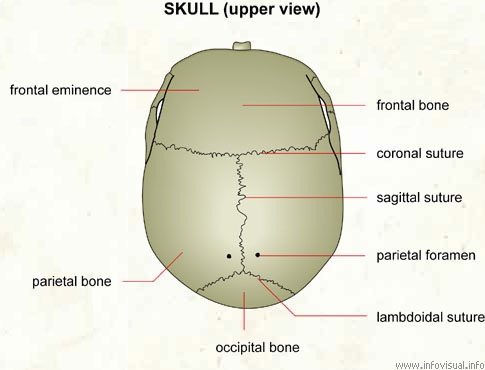Skull (upper view)