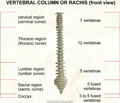Vertebral column