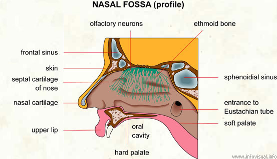 Nasal fossa