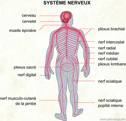 Système nerveux