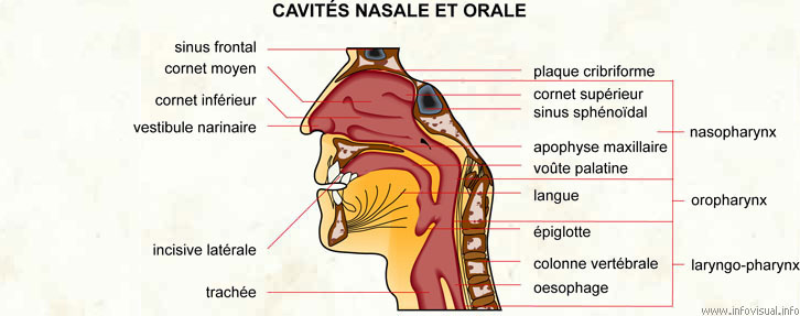 Cavités nasale et orale