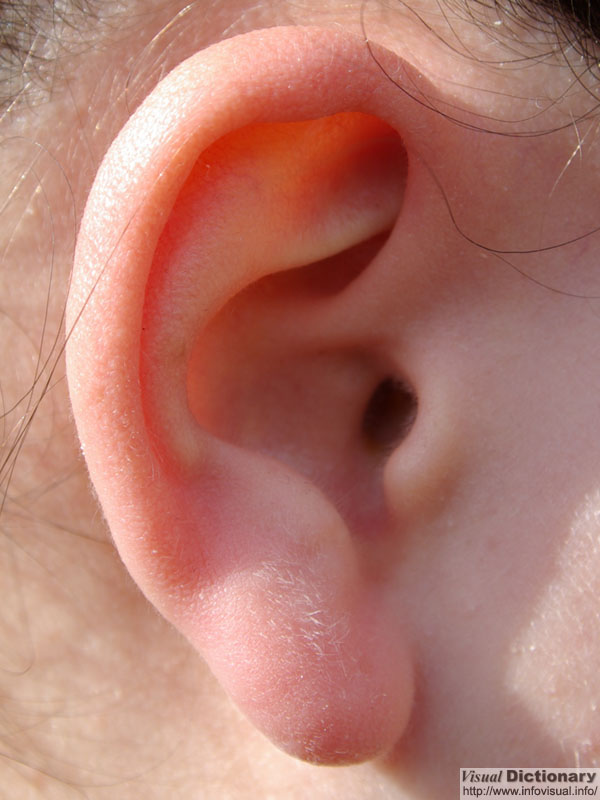L'oreille 
          humaine